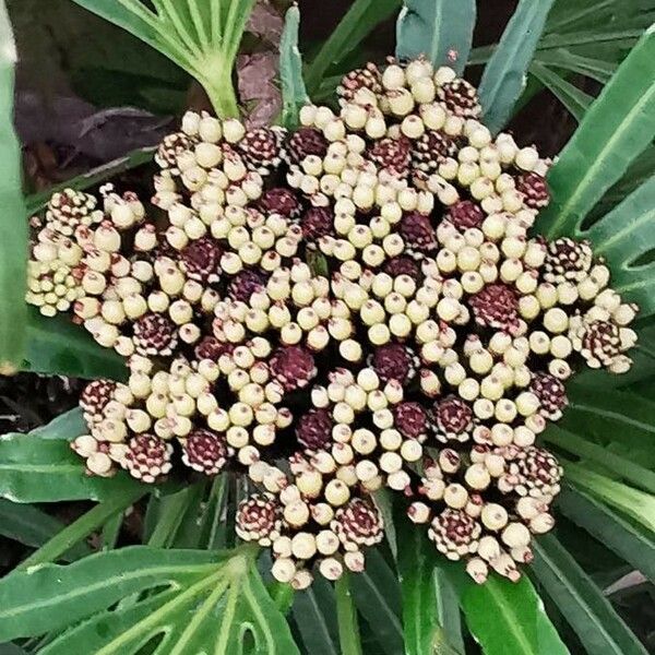 Osmoxylon lineare Flower