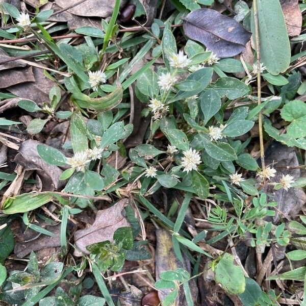 Alternanthera caracasana ഇല