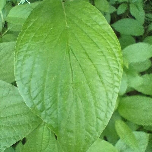 Cornus sericea ഇല