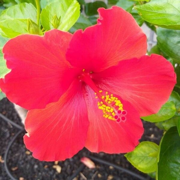 Hibiscus rosa-sinensis Flower