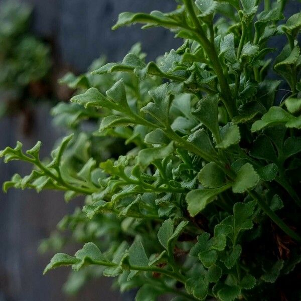 Asplenium ruta-muraria Лист