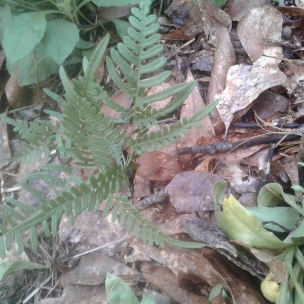 Pteridium aquilinum Fuelha