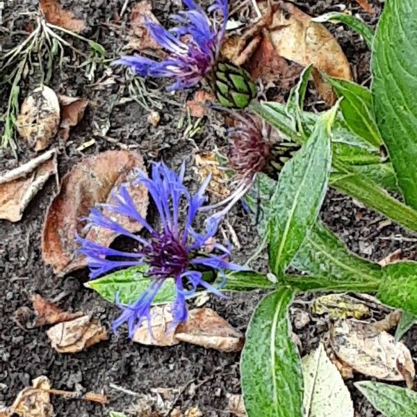 Centaurea triumfettii Цветок