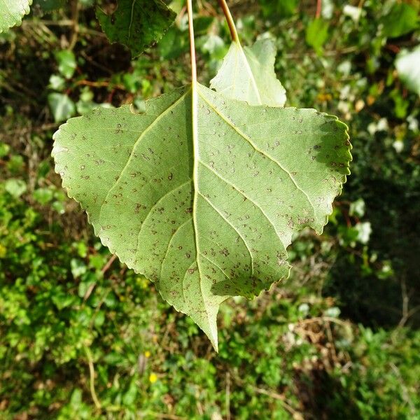 Populus nigra Fulla