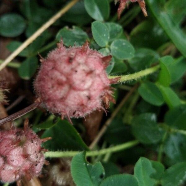 Trifolium fragiferum Blomst