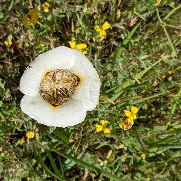 Calochortus gunnisonii Цветок