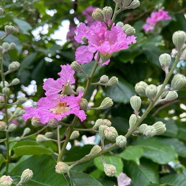 Lagerstroemia speciosa Цвят