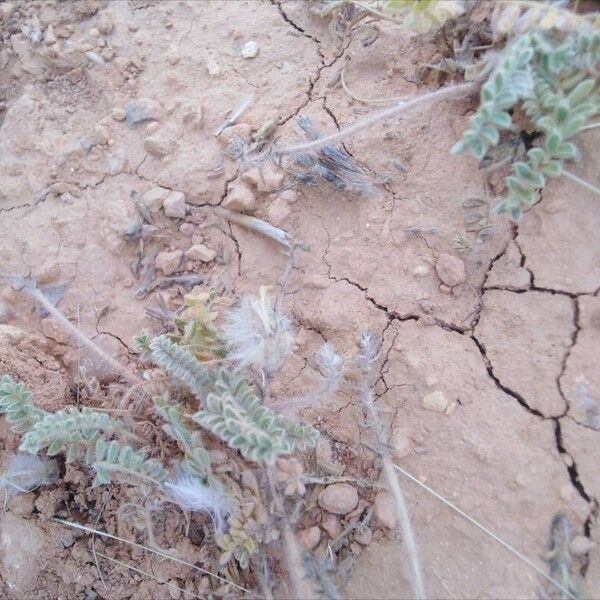 Astragalus caprinus ᱥᱟᱠᱟᱢ