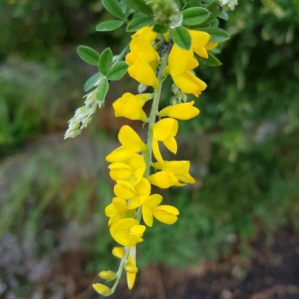 Cytisus villosus Blodyn