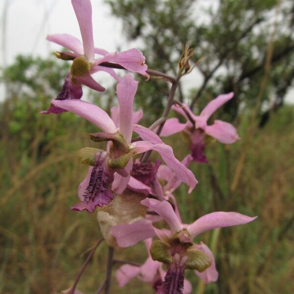 Eulophia cristata Blomst