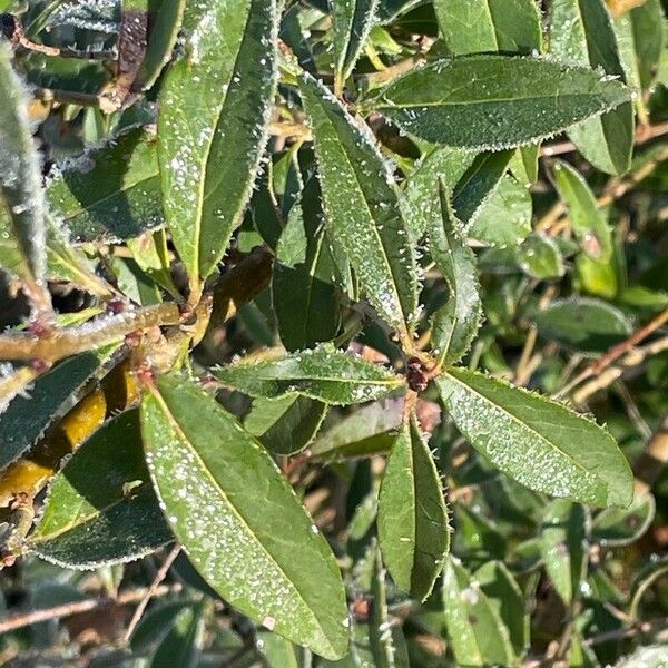 Ligustrum obtusifolium Blad