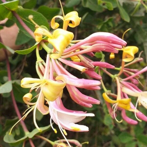 Lonicera etrusca Blüte