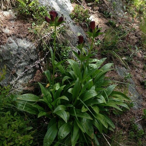 Gentiana purpurea Habitus