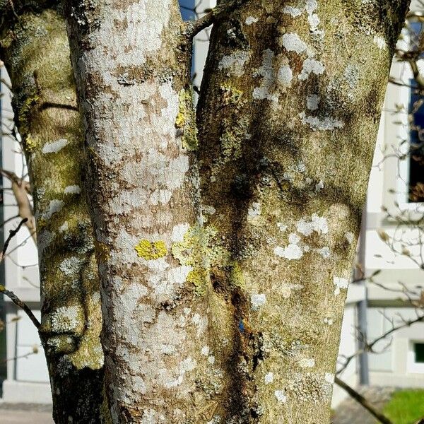 Magnolia denudata Bark