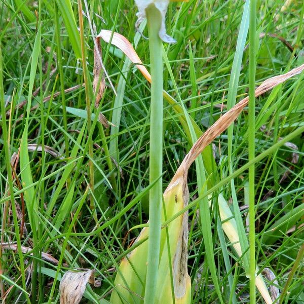 Allium flavum Hábito