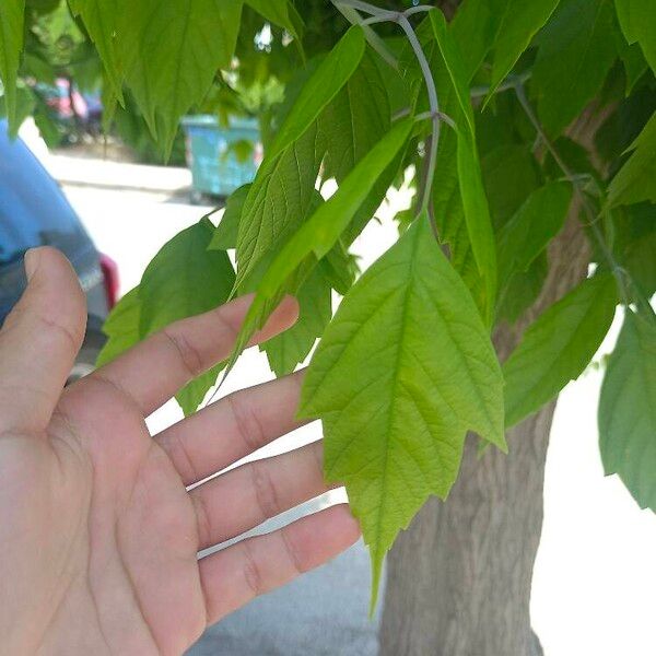 Acer negundo Leaf