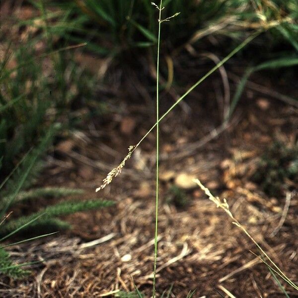 Poa glauca Habitat