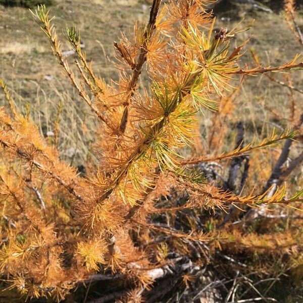 Larix decidua 葉