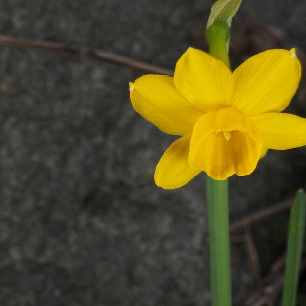Narcissus calcicola Flower