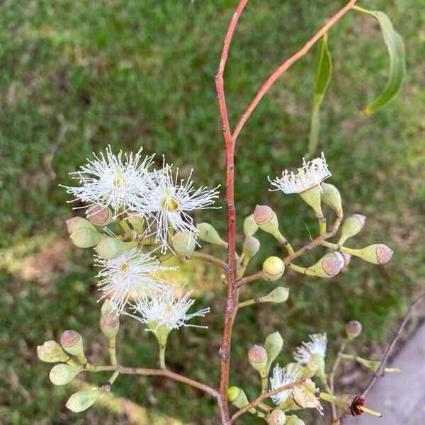 Corymbia citriodora Blomst