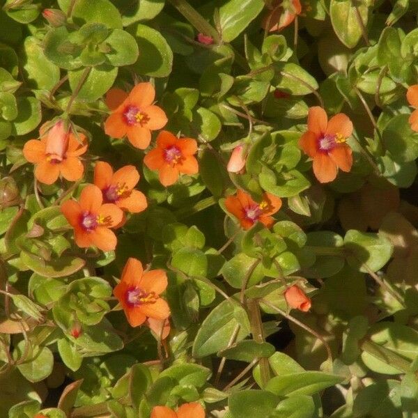Lysimachia arvensis फूल