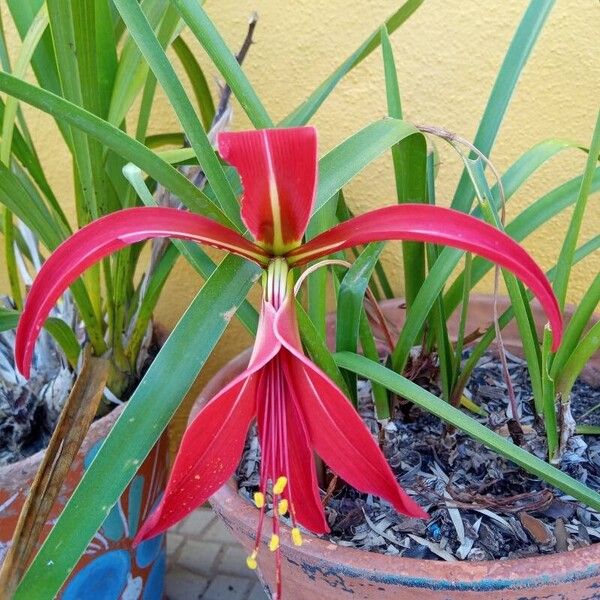 Sprekelia formosissima Floro