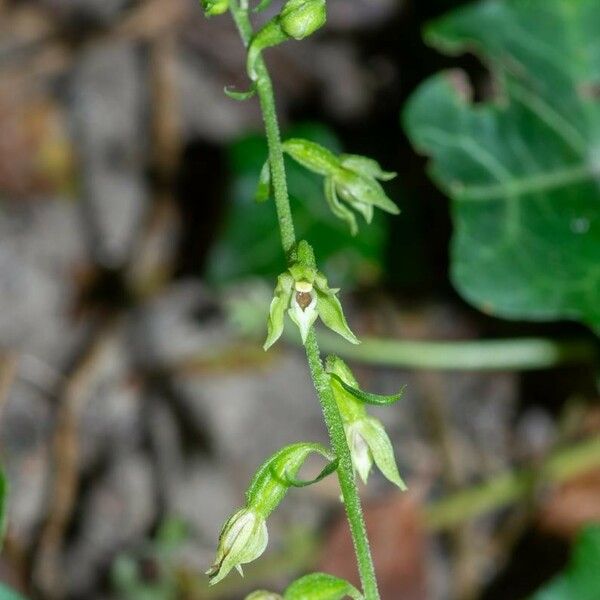 Epipactis albensis Blomma