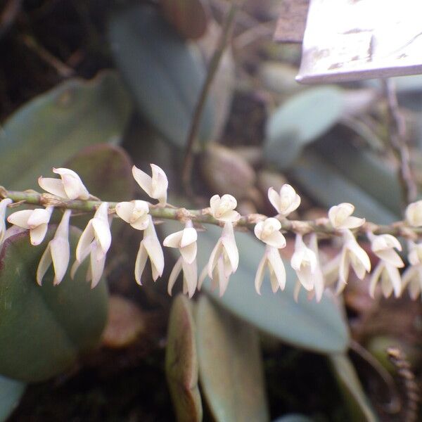 Bulbophyllum oxychilum Blomma