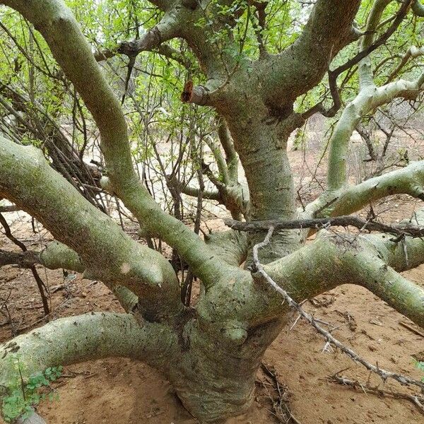 Commiphora schimperi Кора