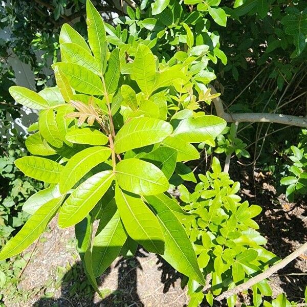 Schinus terebinthifolius Folha