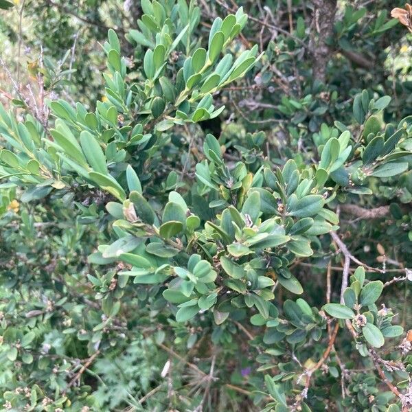 Buxus sempervirens List