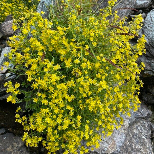 Saxifraga aizoides Hábito