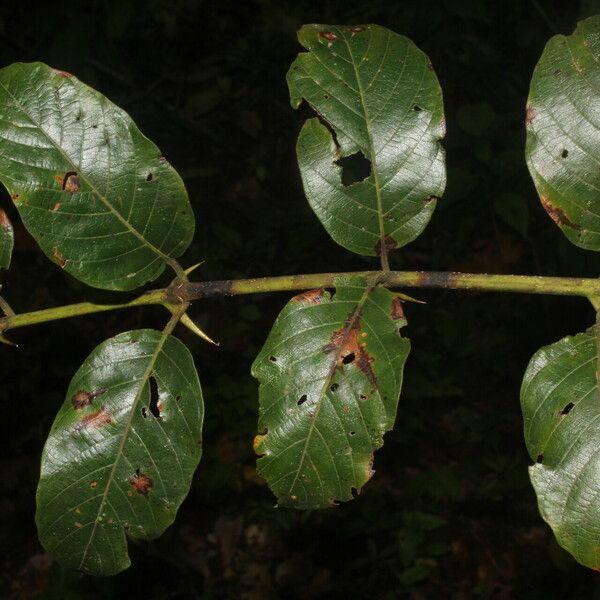 Uncaria tomentosa Fulla