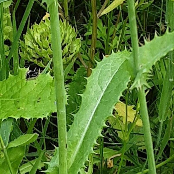 Sonchus arvensis Liść