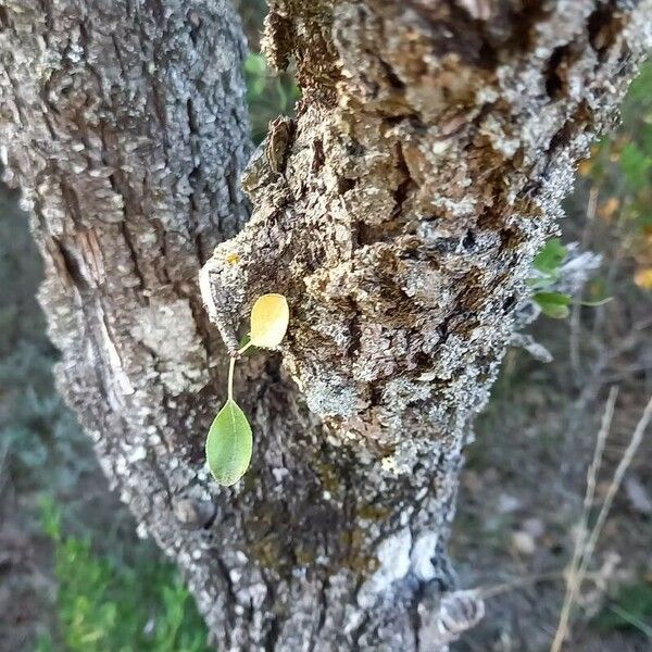 Pyrus spinosa Azala