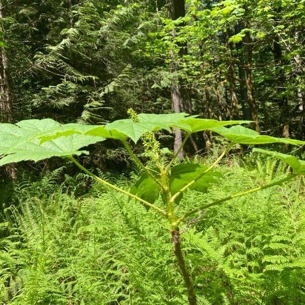 Oplopanax horridus Blatt