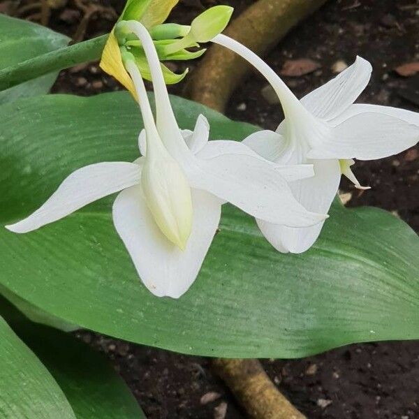 Urceolina amazonica Bloem