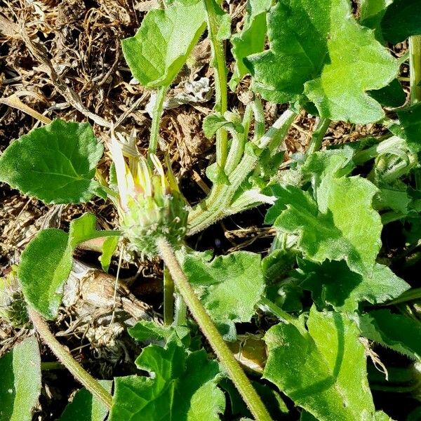 Arctotheca calendula Blatt