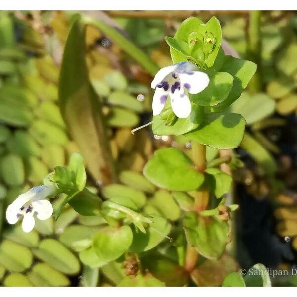Lindernia rotundifolia Bloem