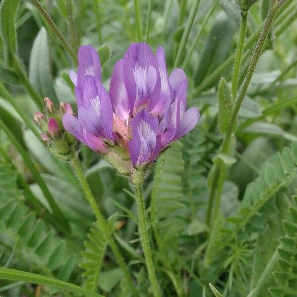 Astragalus danicus Fleur