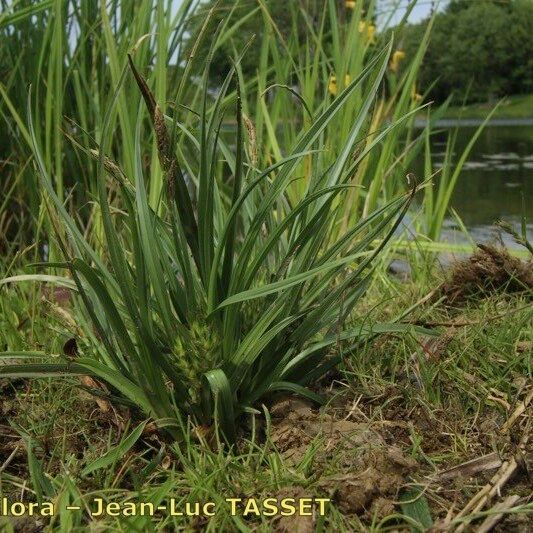 Carex hordeistichos Habit
