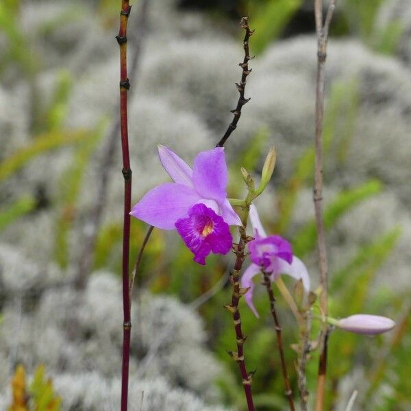 Arundina graminifolia Flor