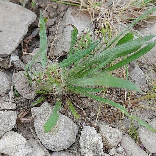 Plantago bellardii Costuma