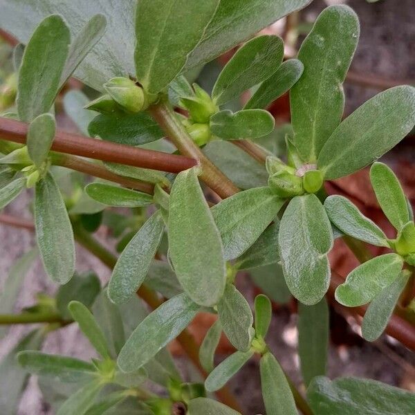 Portulaca oleracea Ліст