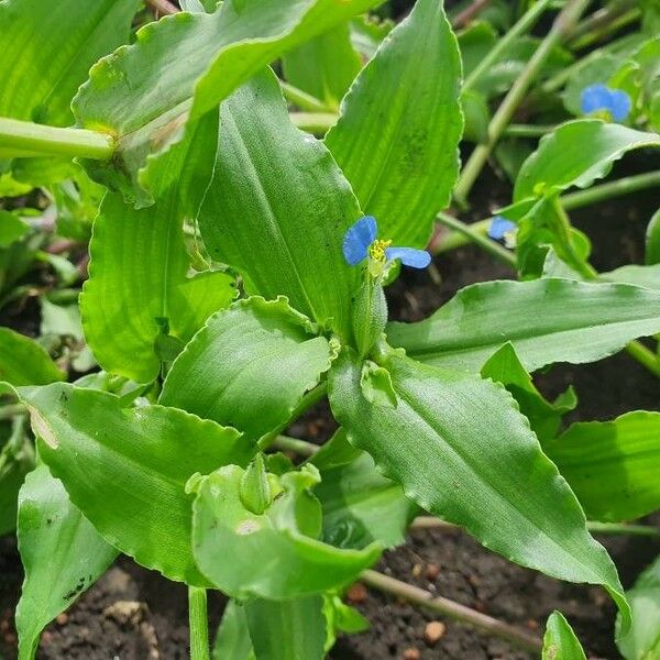 Commelina diffusa Blatt