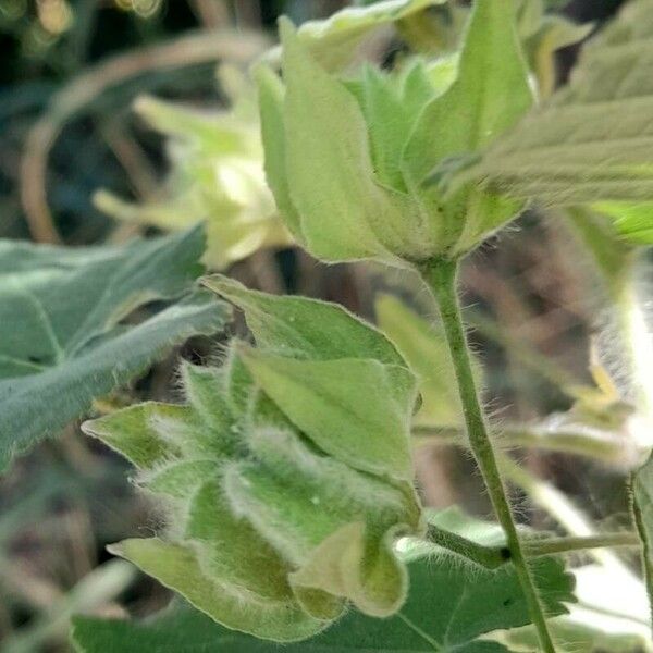 Abutilon grandifolium Sonstige
