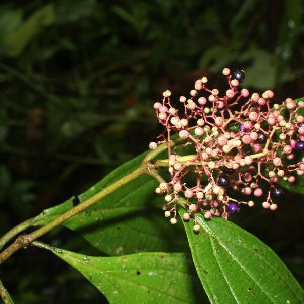 Miconia ligulata Õis