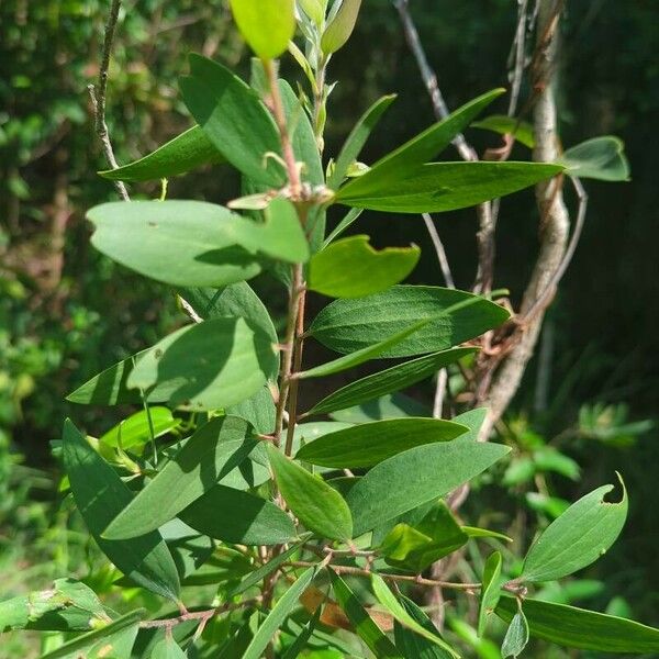 Melaleuca quinquenervia Folha