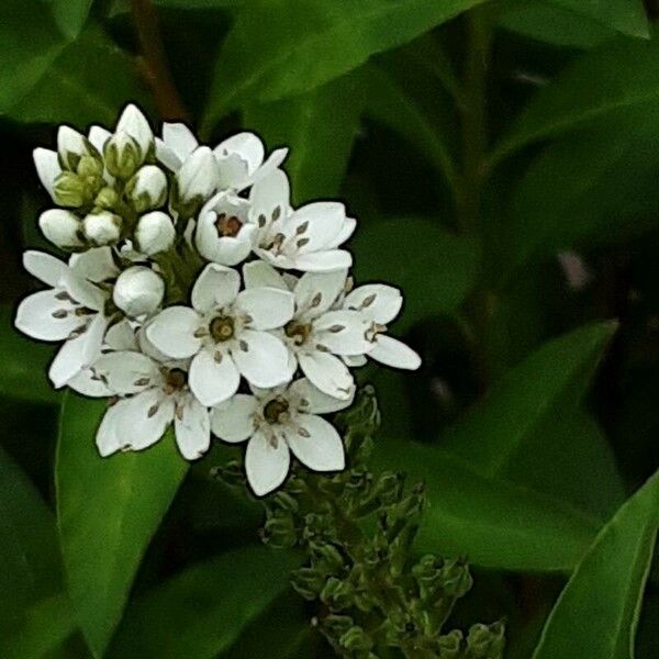 Lysimachia clethroides Blomst