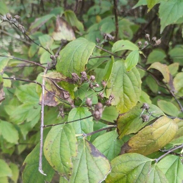 Spiraea chamaedryfolia Blad